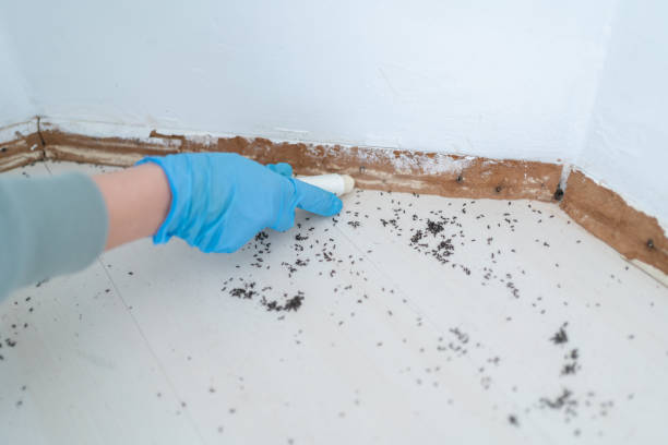 Flea Control Services in Montgomeryville, PA